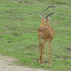 Antilope