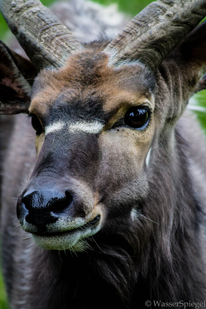 Antilope 