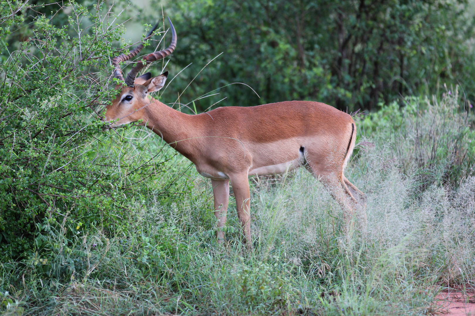 Antilope