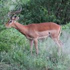 Antilope