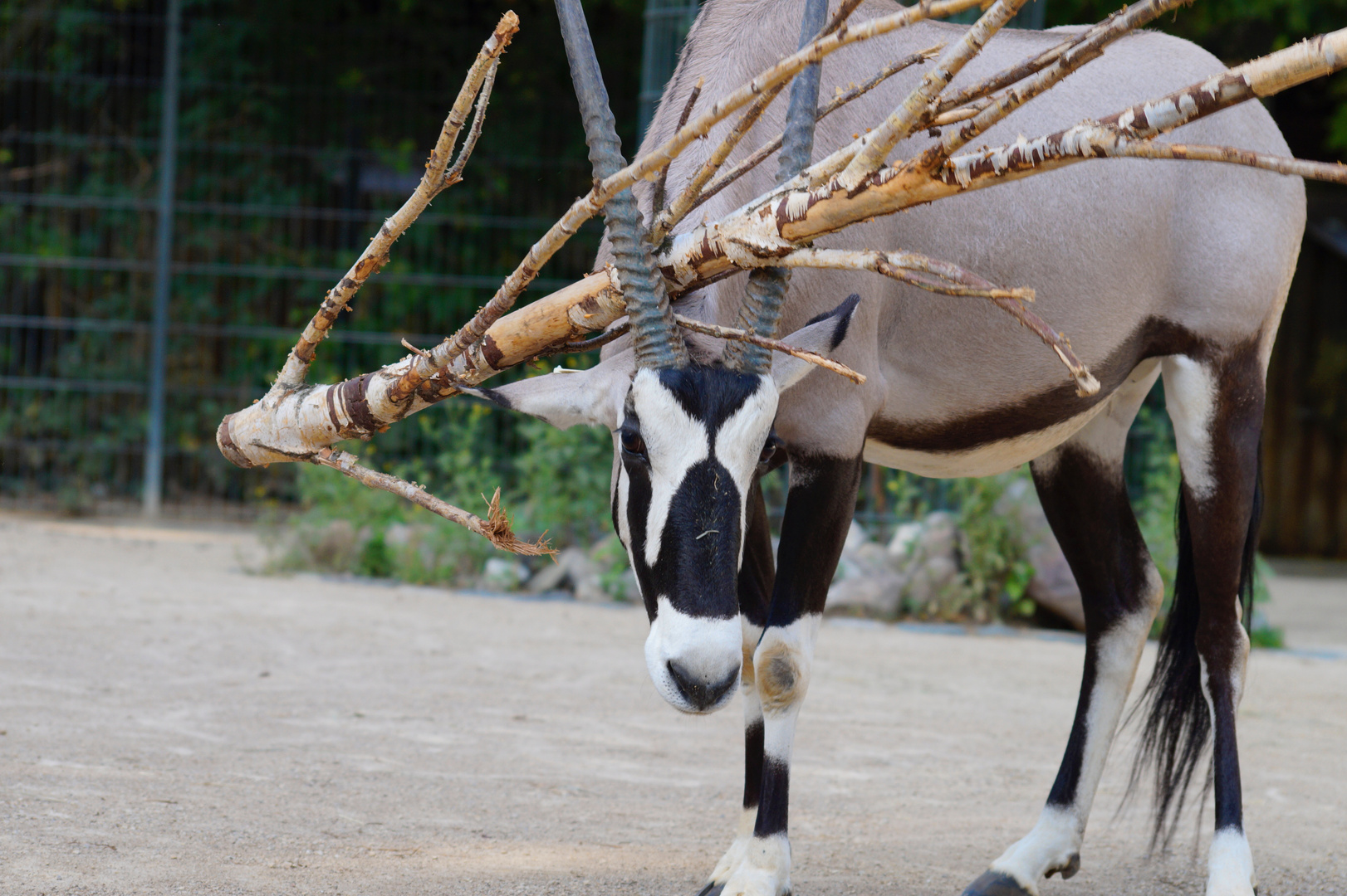 Antilope