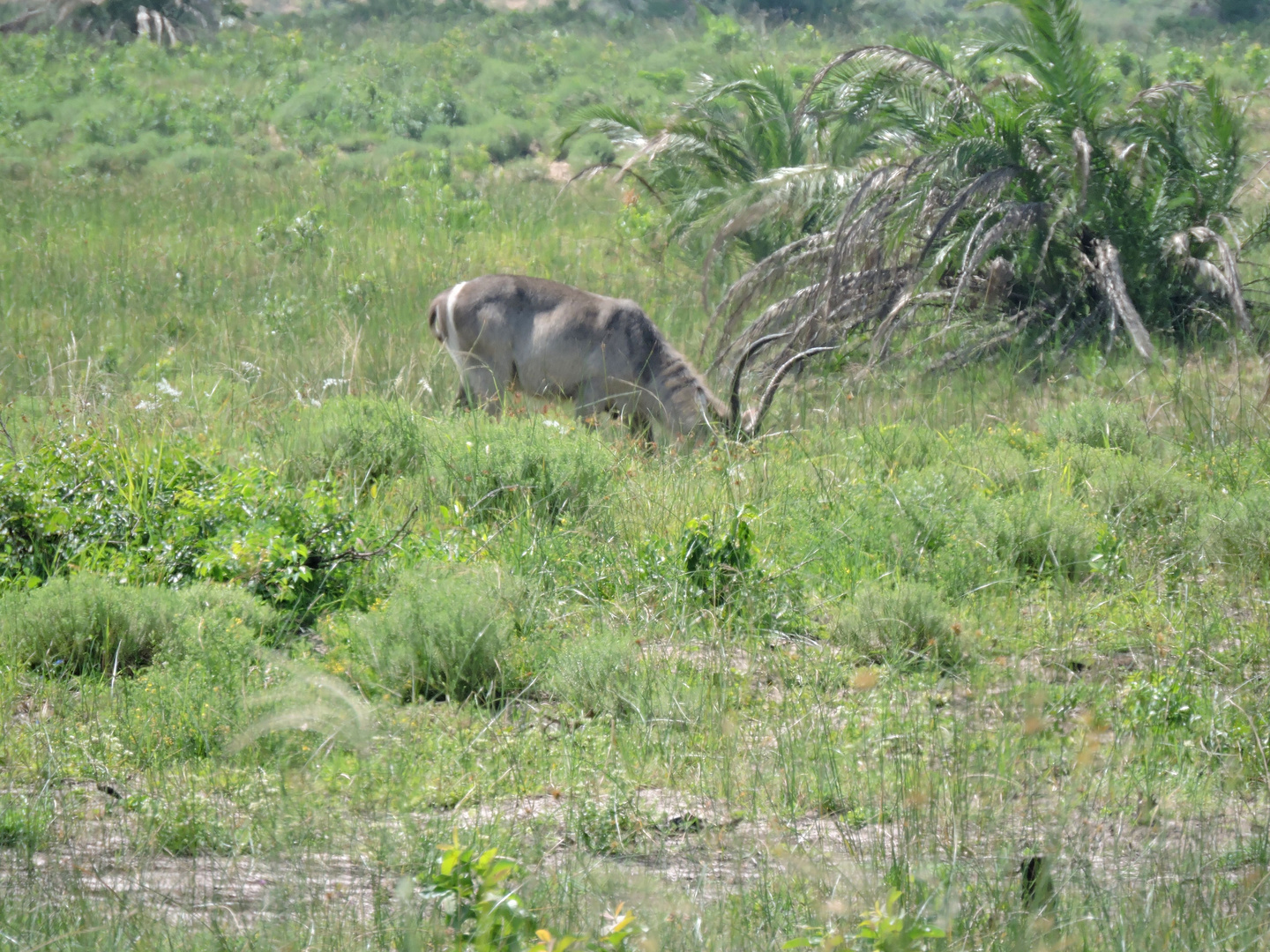 Antilope