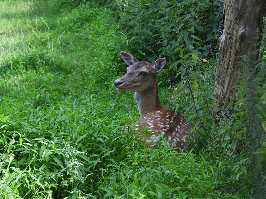 antilope