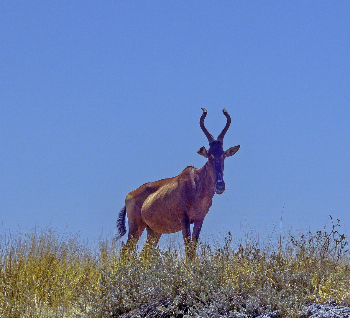 Antilope