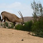 Antilope