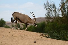 Antilope