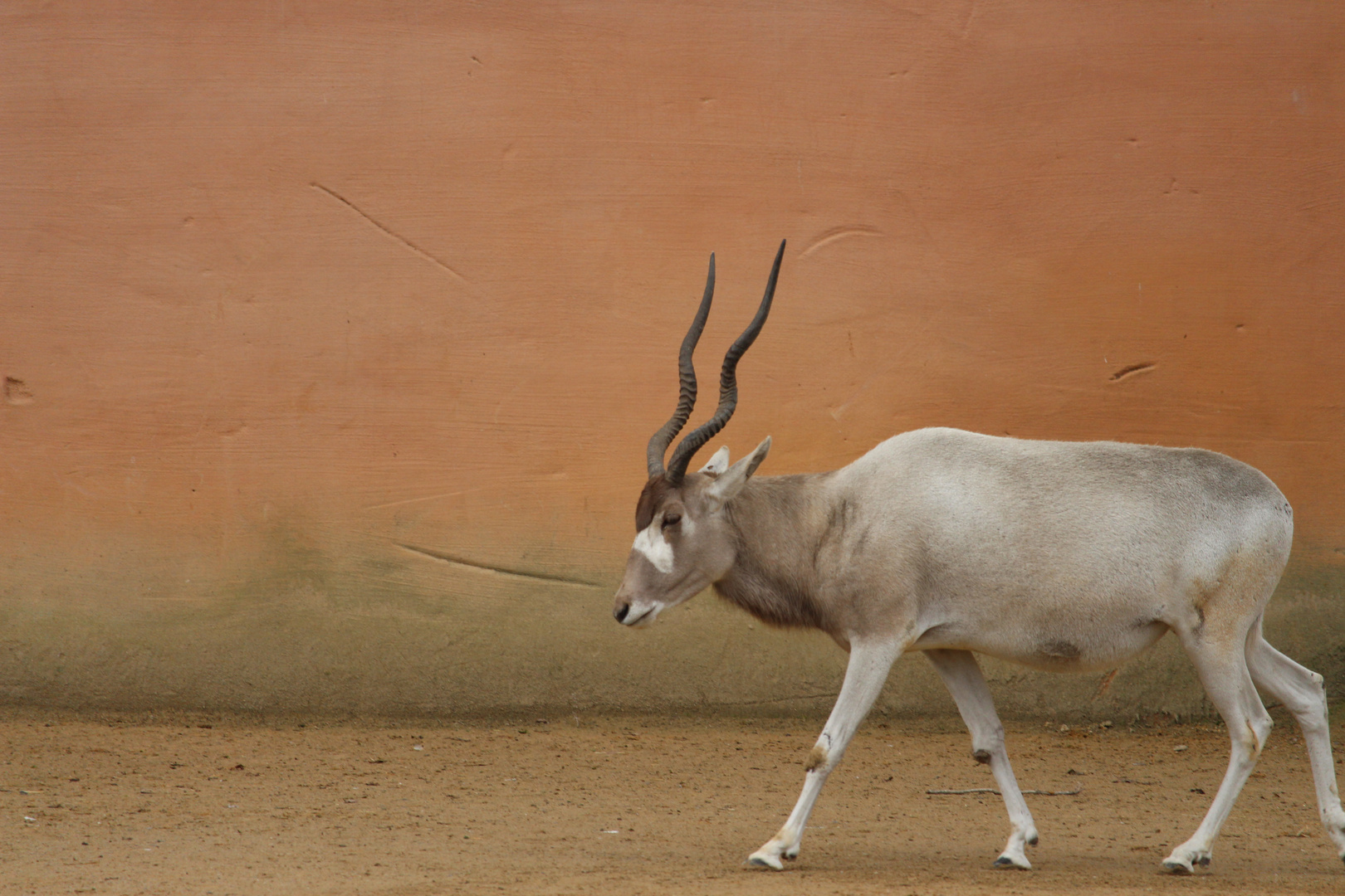 Antilope