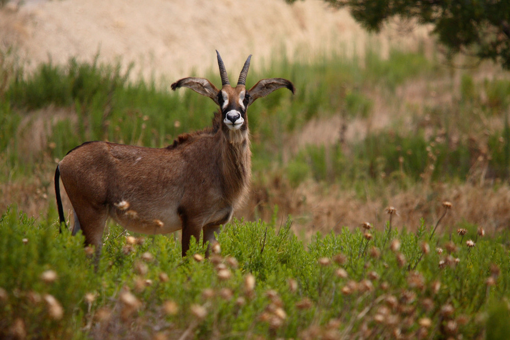 antilope