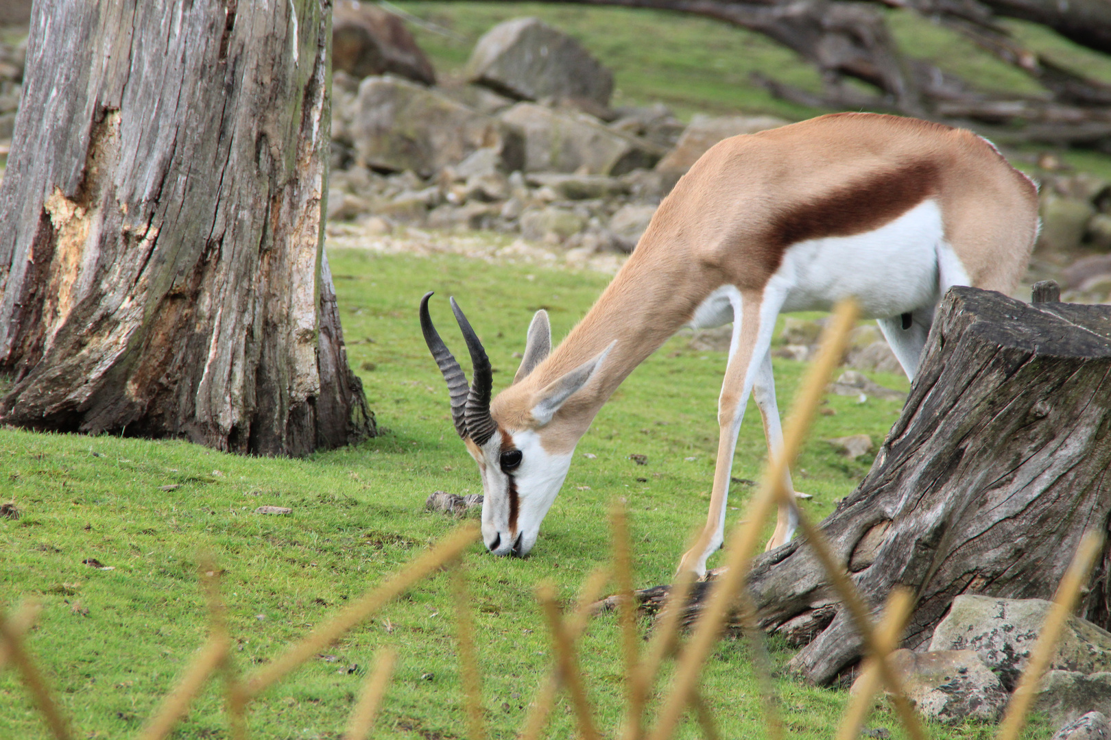 Antilope