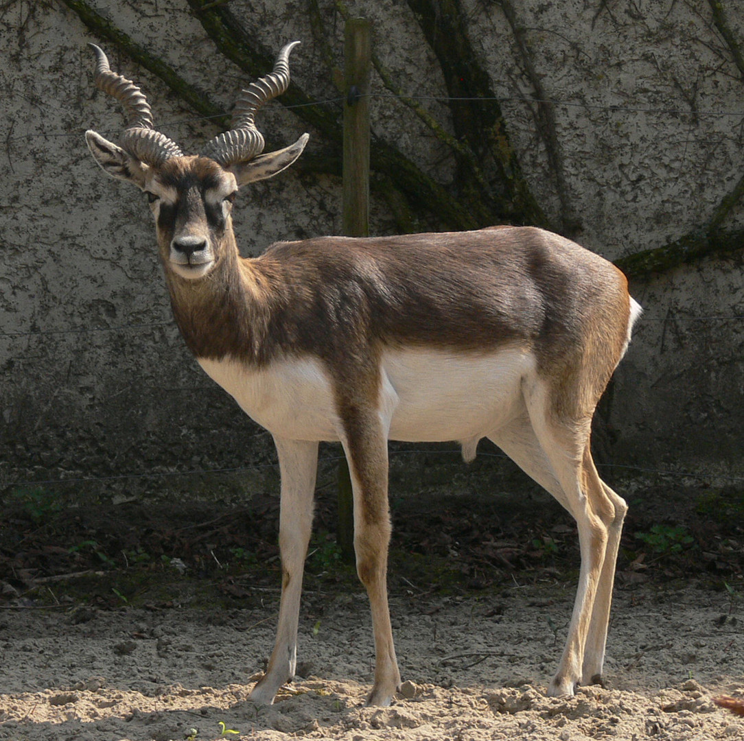 Antilope