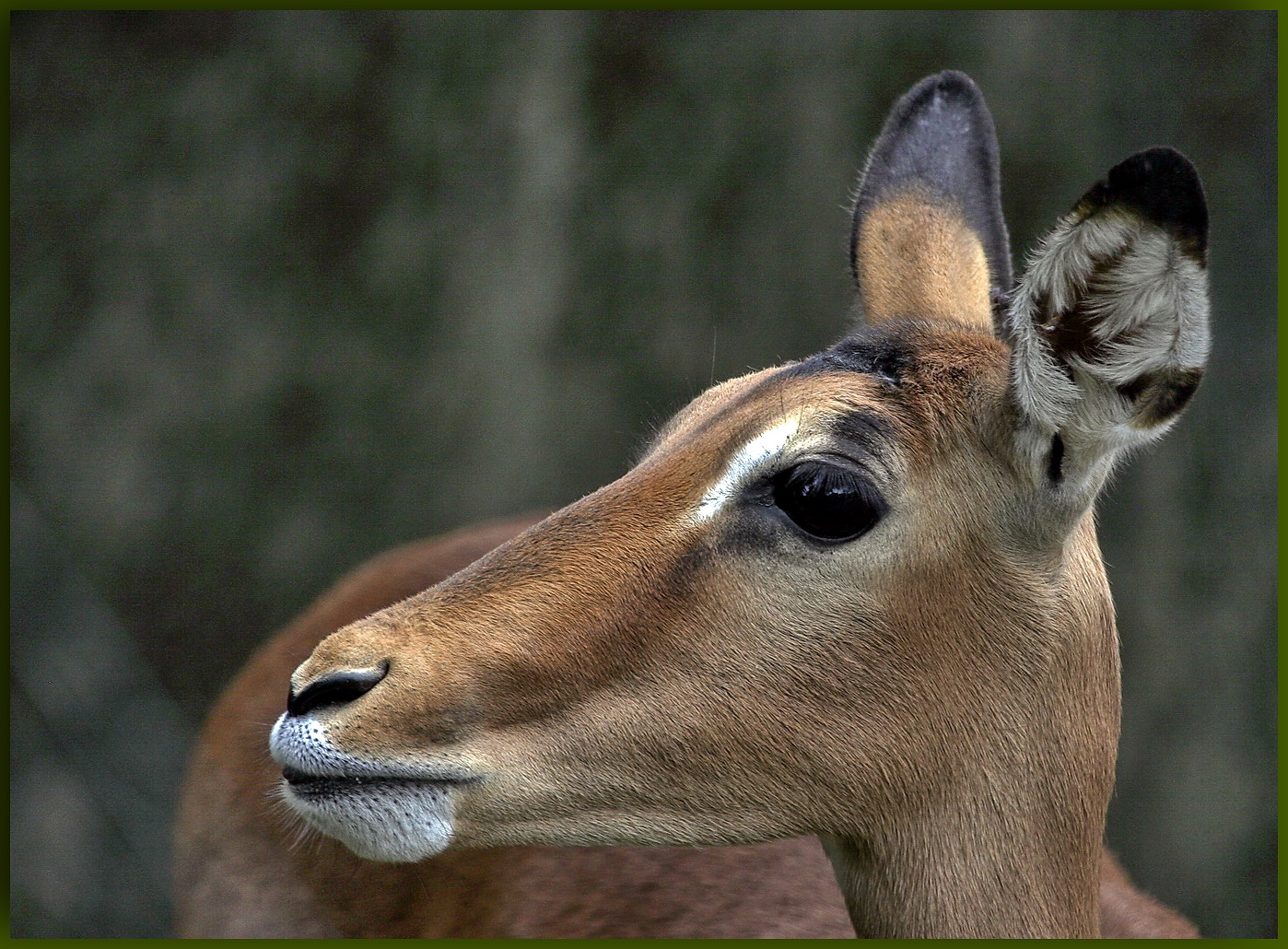 Antilope