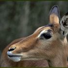 Antilope