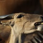 Antilope