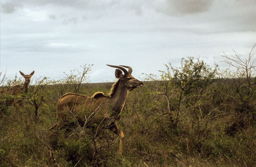 Antilope