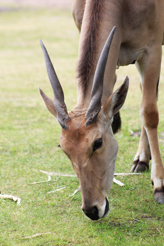 Antilope