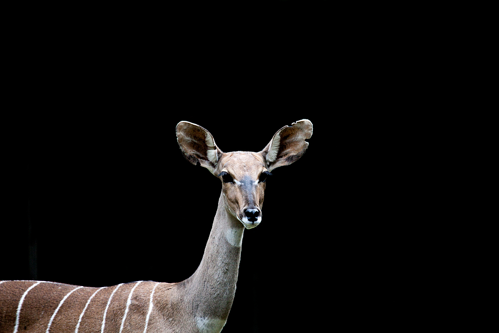 Antilope