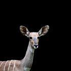 Antilope