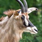 Antilope