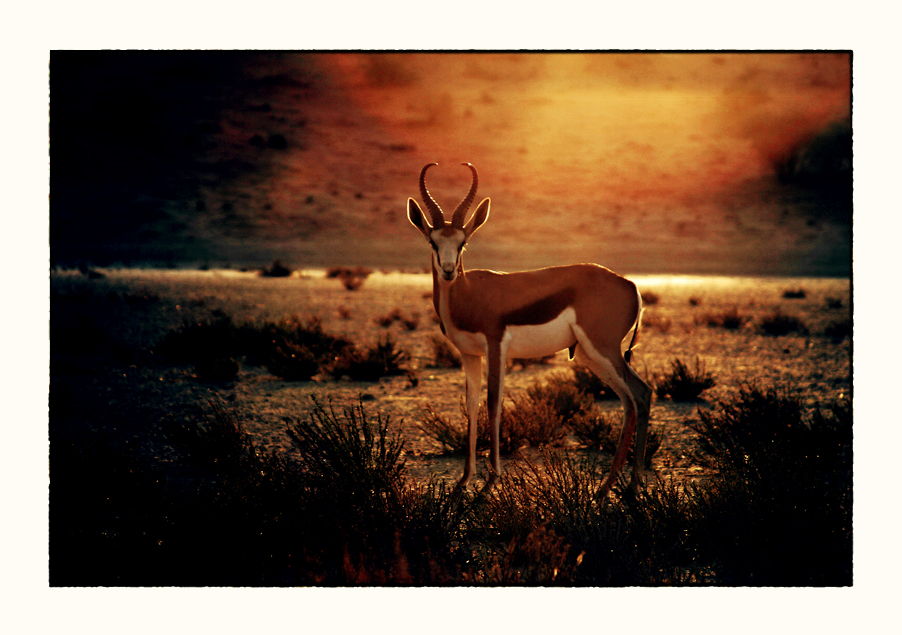 Antilope