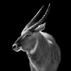 antilope