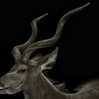 Antilope