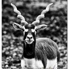 Antilope