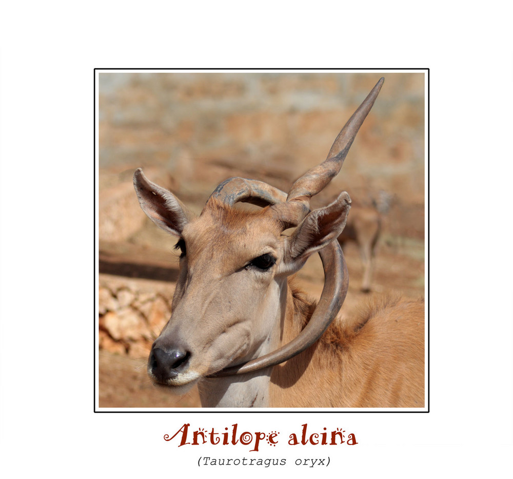 Antilope alcina