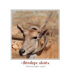 Antilope alcina