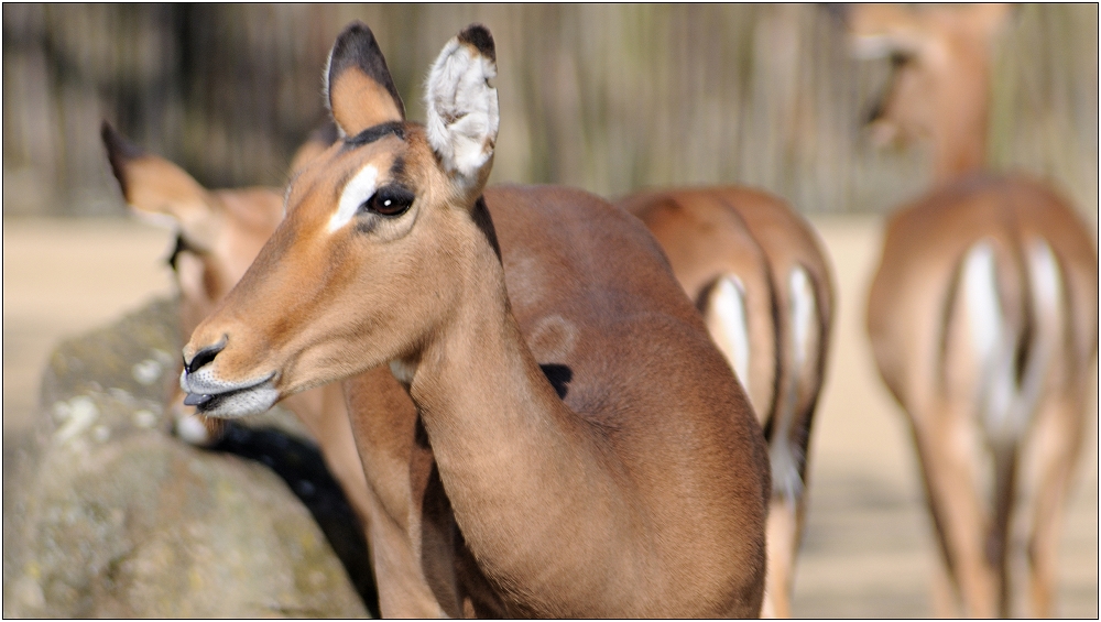 ... Antilope ...