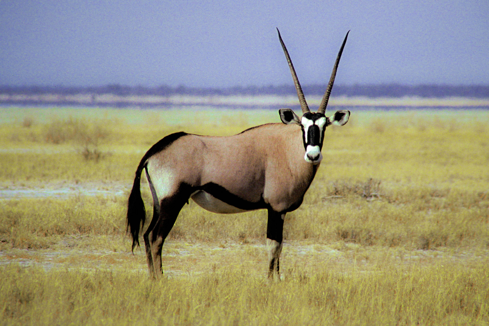 Antilope