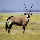 Antilope