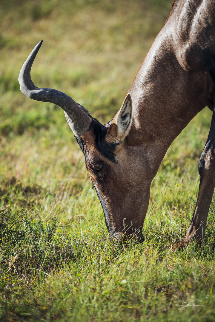 Antilope beim Grasen