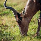 Antilope beim Grasen