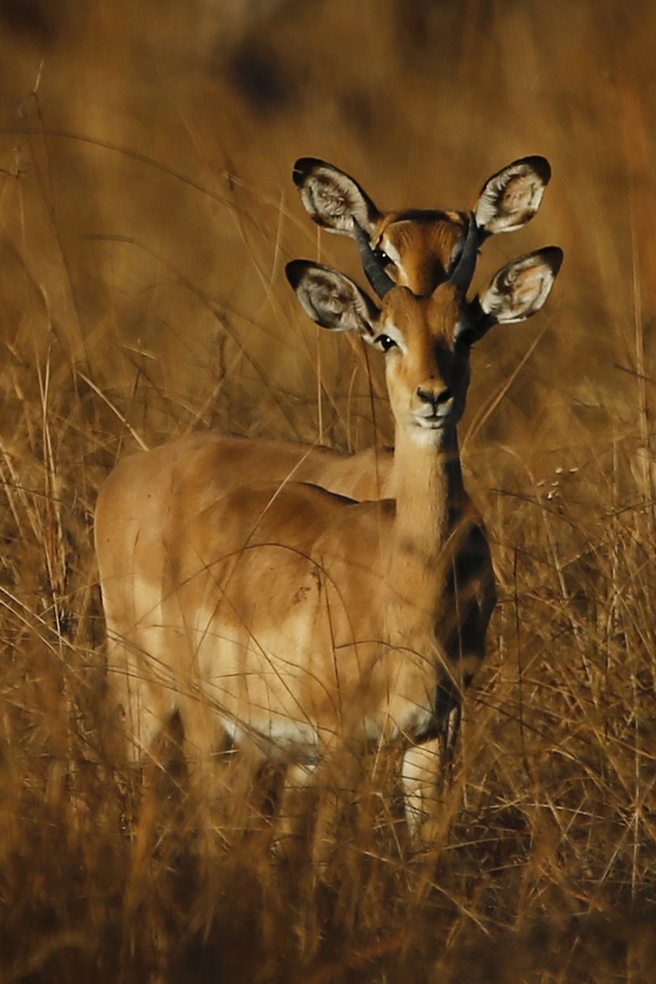 Antilope bicéphale