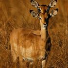 Antilope bicéphale