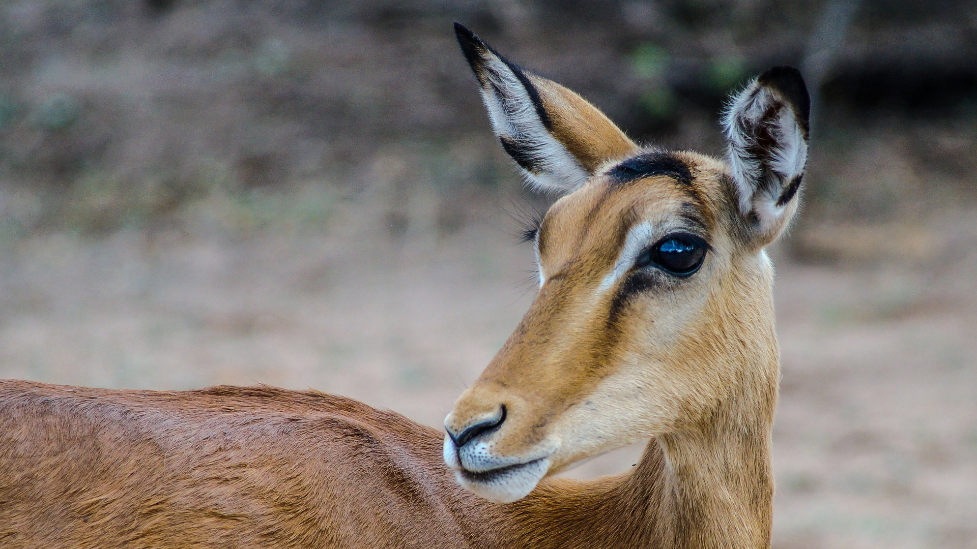 Antilope Botswana