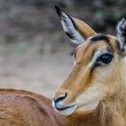 Antilope Botswana