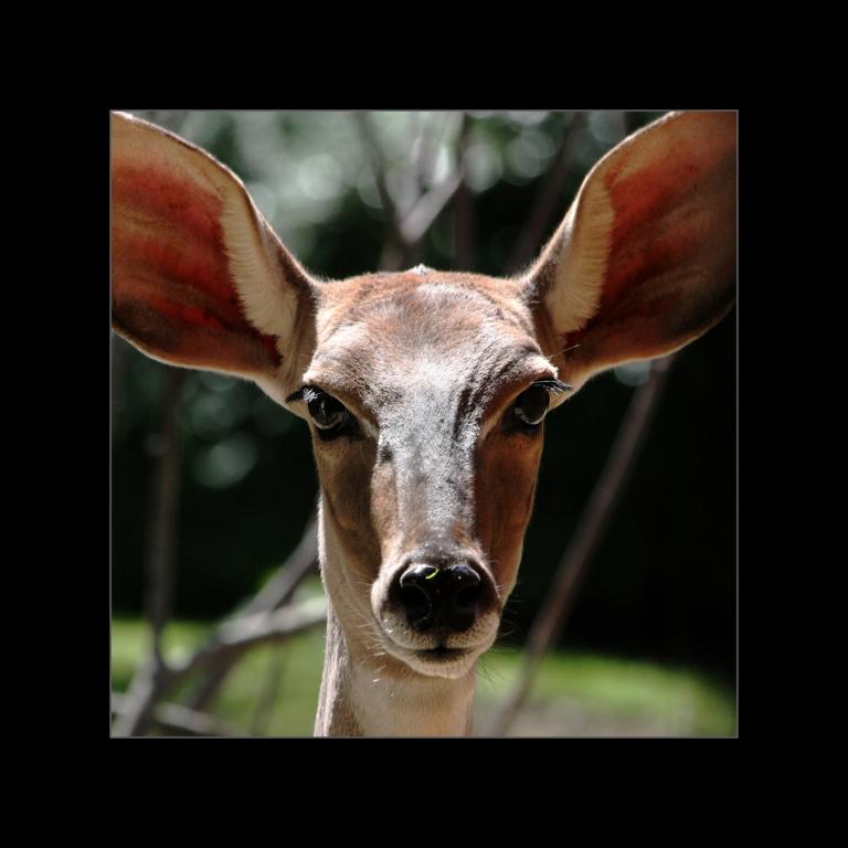 Antilope