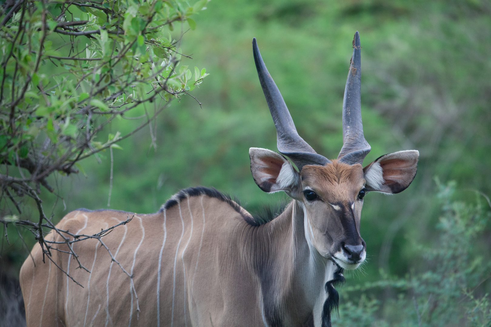 Antilope cheval