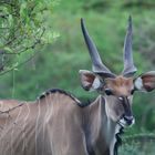 Antilope cheval