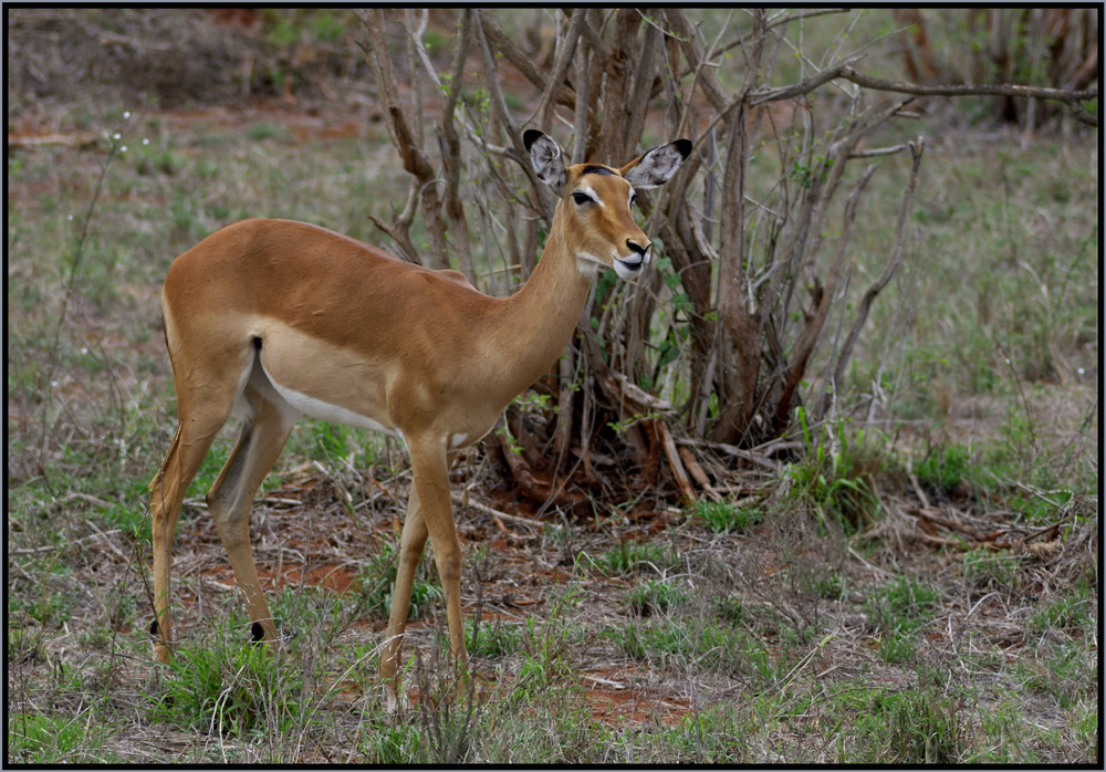 Antilope von Frank Musiol