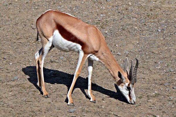 Antilope