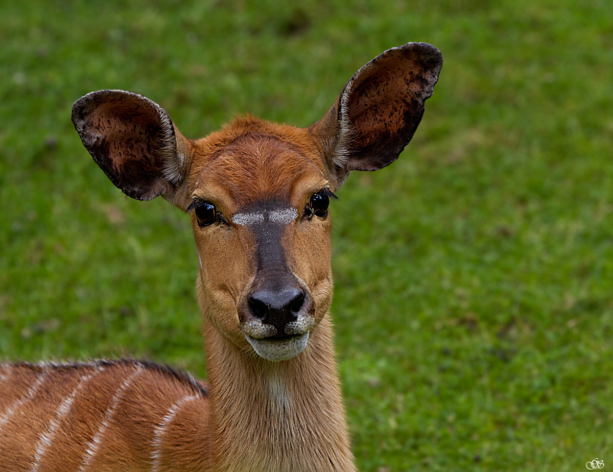 Antilope