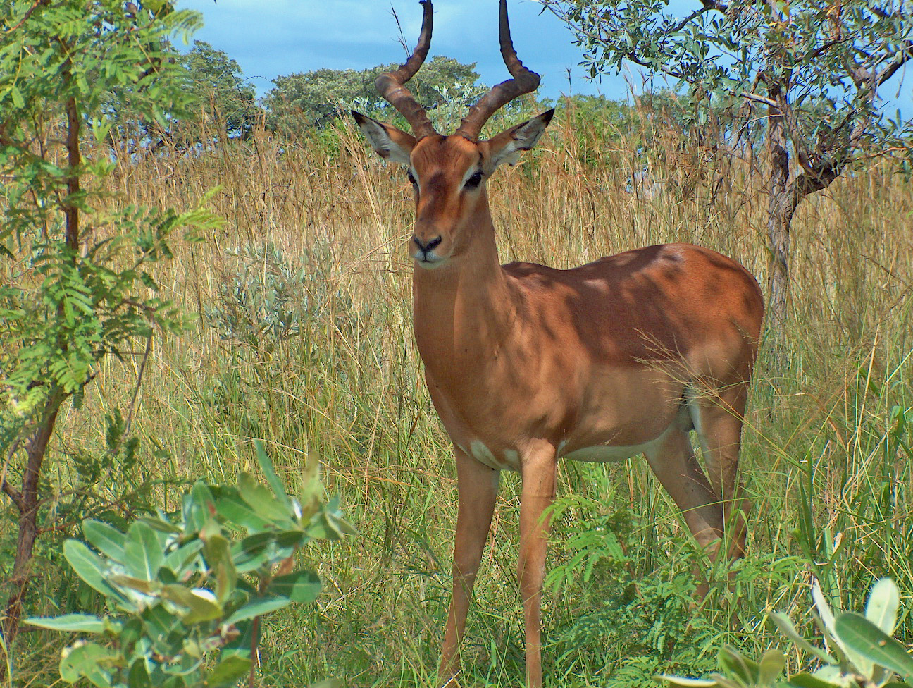 Antilope