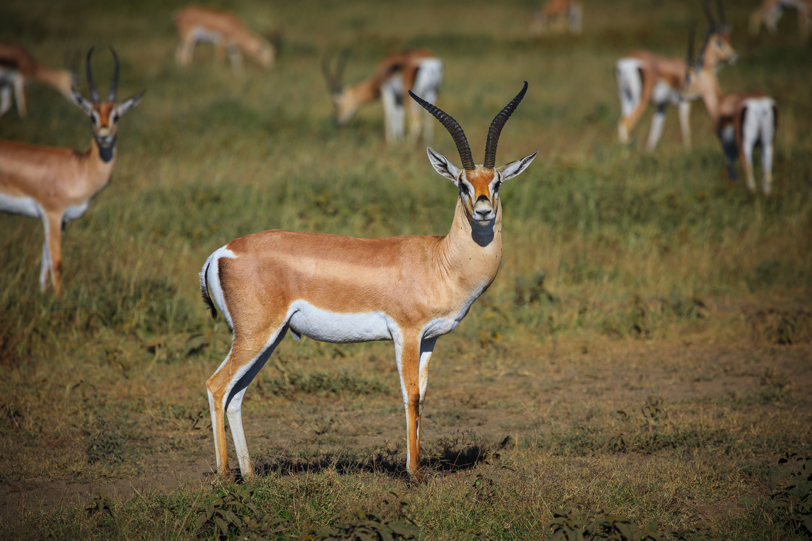 Antilope Foto & Bild | africa, eastern africa, tanzania Bilder auf ...