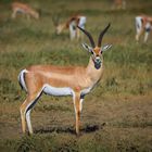 Antilope