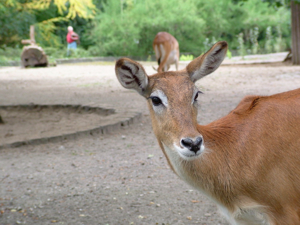 Antilope. Glaub ich. Irn son exotisches Reh halt.