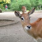 Antilope. Glaub ich. Irn son exotisches Reh halt.