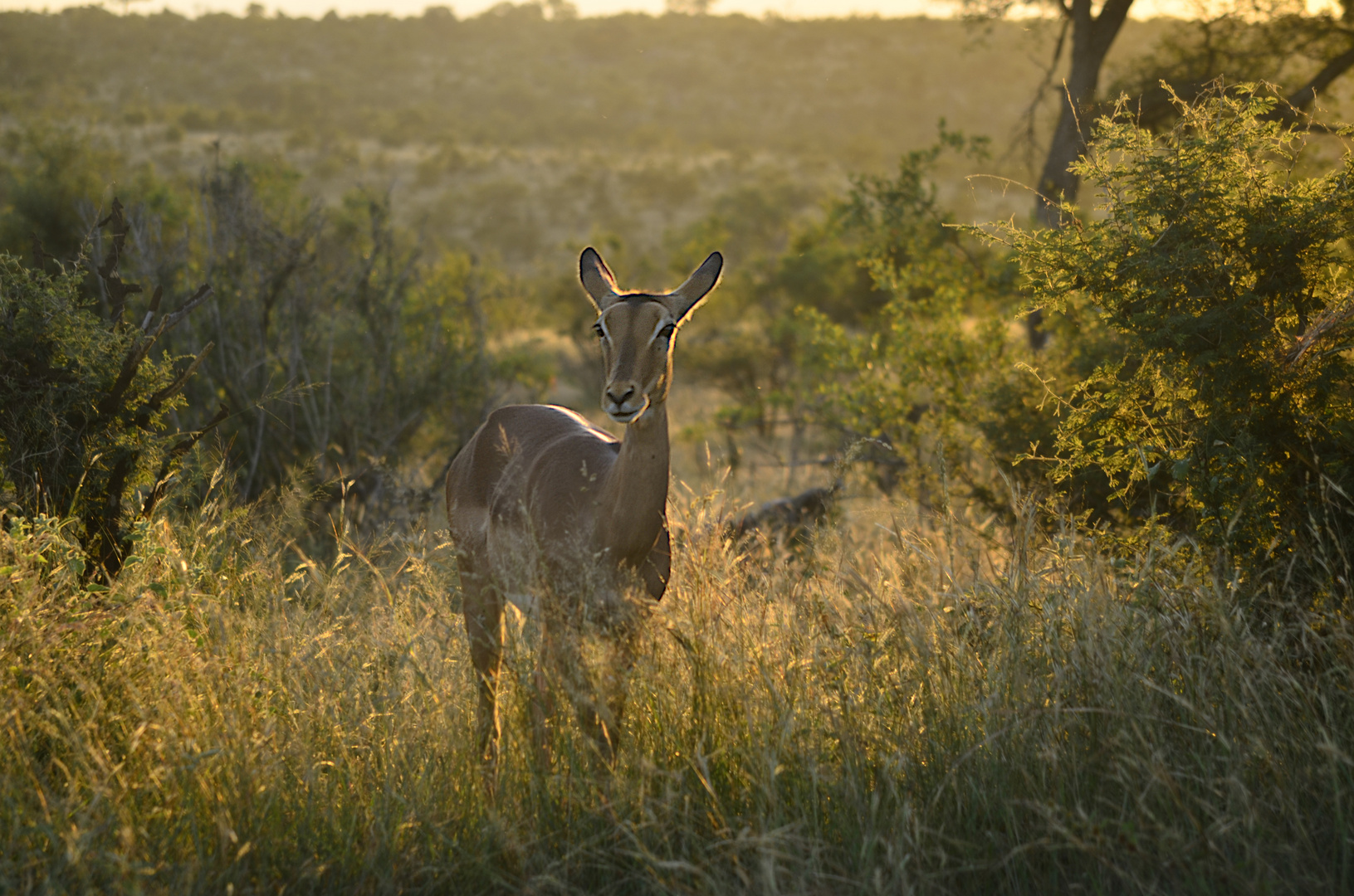 Antilope im Krüger