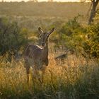 Antilope im Krüger